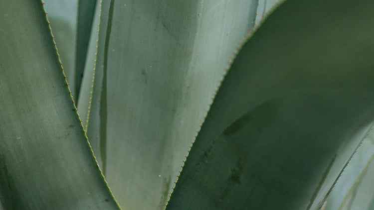 Hvorfor Er Aloe Vera Bladekstrakt Helt Unik Til Pleje Af Hår Og Hovedbund?
