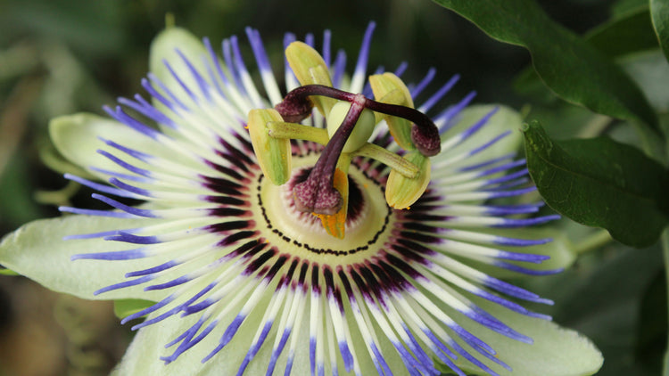 Fordelene for Håret Ved Ekstrakt Af Passionsblomst